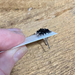 Druzy Stud Earrings - Neutrals 10mm